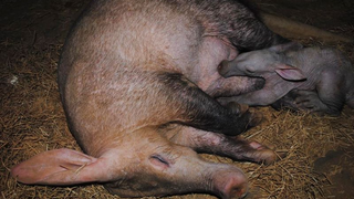 Baby Aardvark Is the Ultimate Embodiment of "Ugly-Cute"